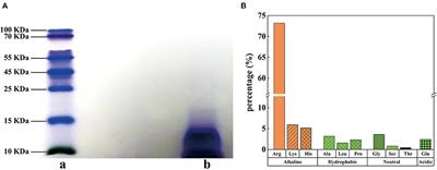 Antimicrobial activities and mechanism of sturgeon spermary protein extracts against Escherichia coli